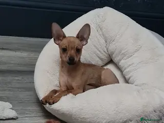 Mixed Breed dogs Attention...left just boy mixed chihuahua for sale - Advert 7