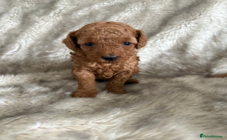 Toy Poodle dogs - Advert 9
