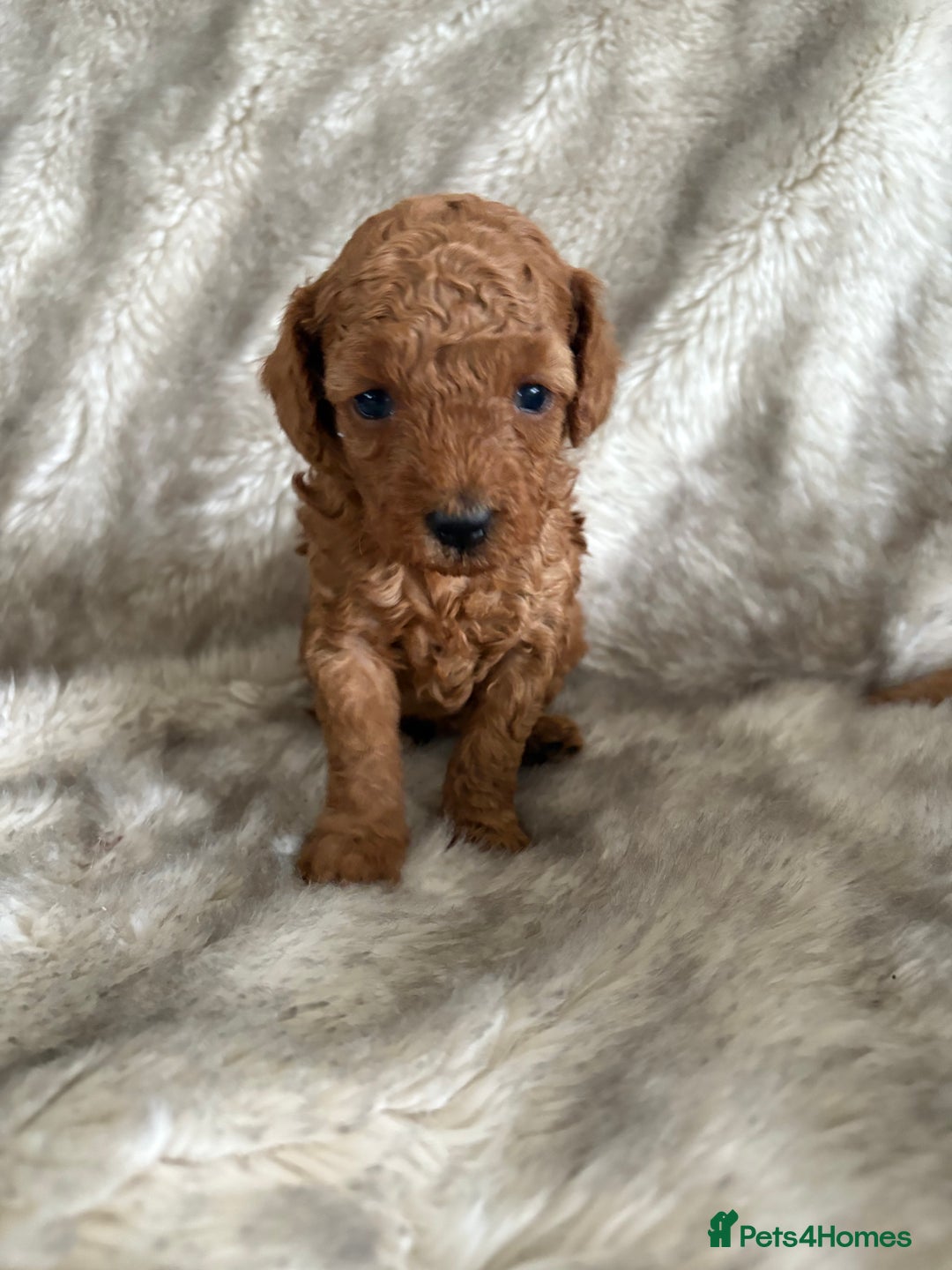 Toy Poodle dogs for sale: Kc deep red toy poodles  - Image 1
