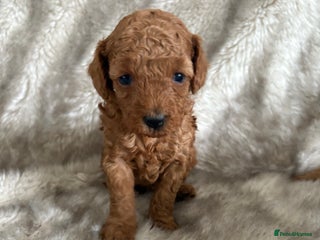 Toy Poodle dogs - Advert 8