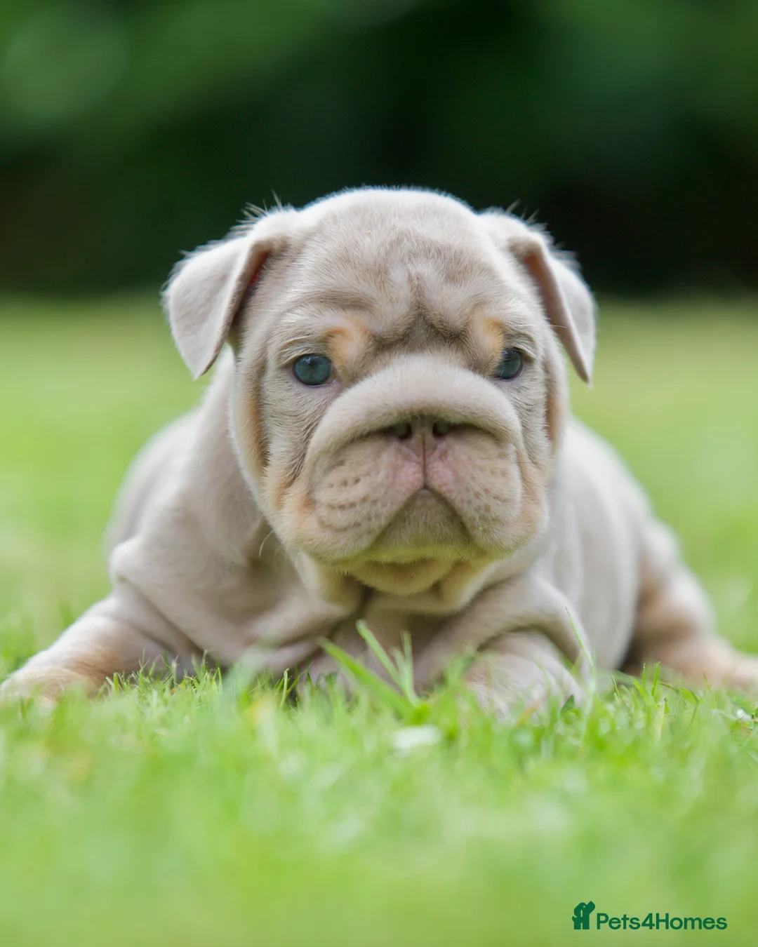 English Bulldog dogs for sale: EPIC BULLYZ BULLDOGS in Halesowen - Advert 1