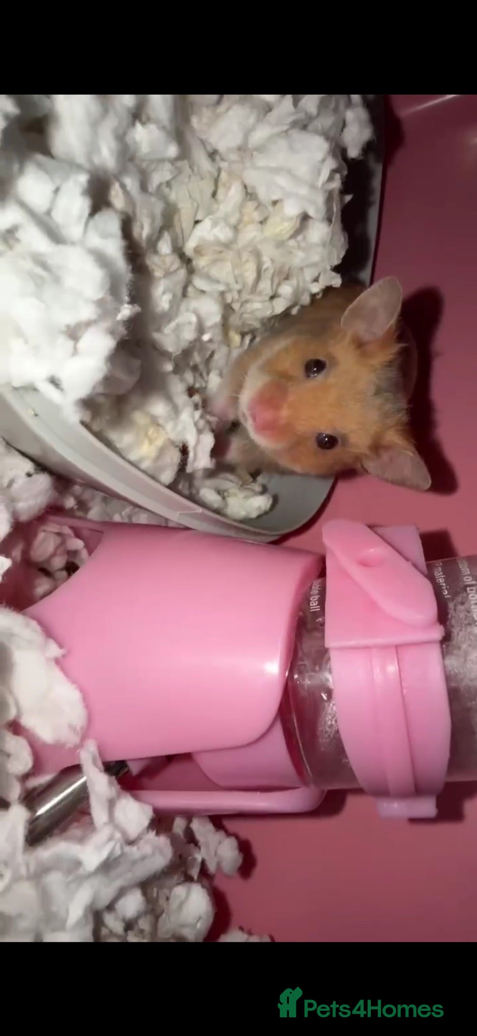 Hamster rodents Baby hamsters Syrian  1 month old  - Advert 11