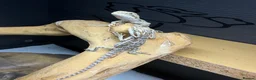 Bearded Dragon reptiles for sale: Baby Bearded Dragons. Visual Dunners & Hypos - Advert 24