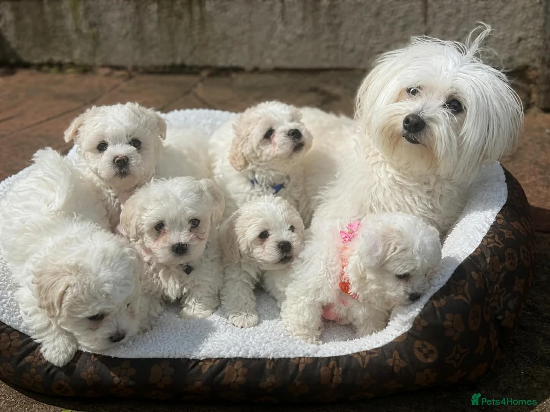 Maltese dogs for sale: Maltese puppies ready now - Advert 12