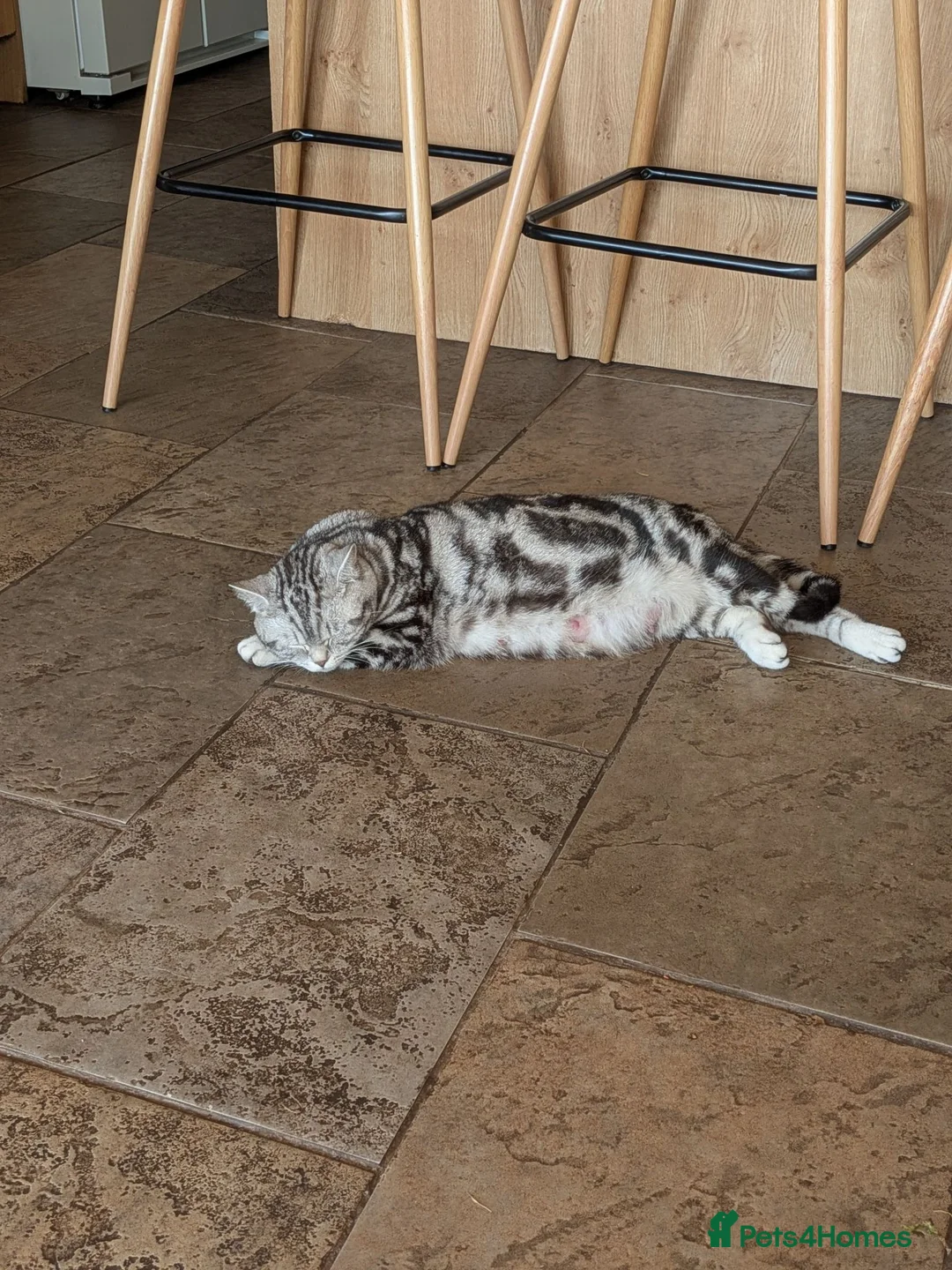 British Shorthair cats for sale: GCCF British Shorthair Silver Tabby Kittens in Market Drayton - Advert 9