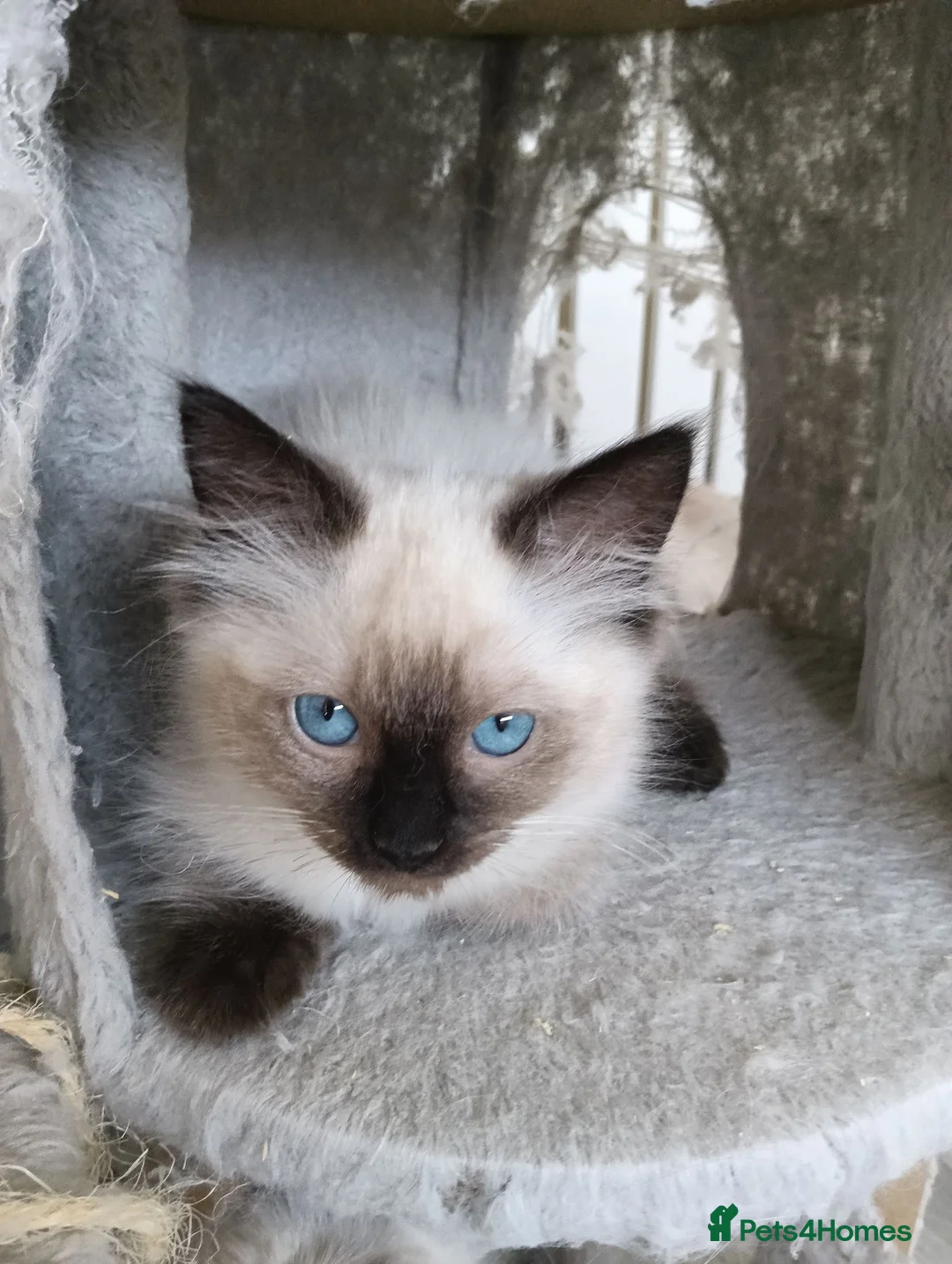 Ragdoll cats for sale: GCCF Registered ragdoll kittens available 28 Aug.  - Advert 1