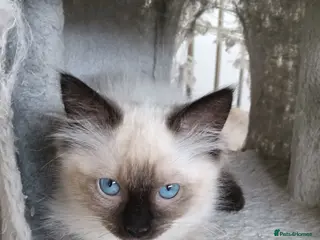 Ragdoll cats GCCF Registered ragdoll kittens available 28 Aug. - Advert 14