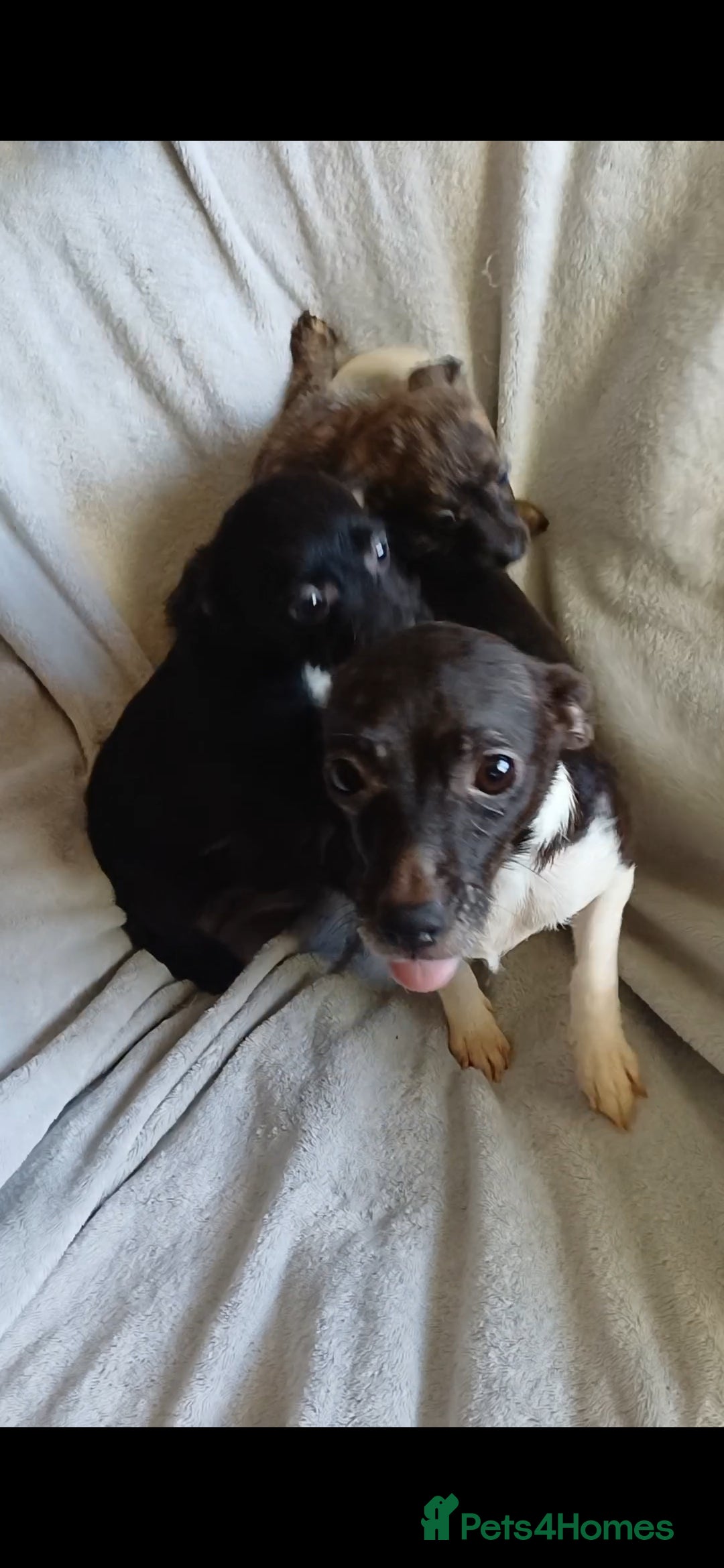 Jackapoo dogs for sale: Absolutely adorable jackapoo puppies  - Advert 2