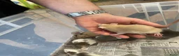 Rat rodents for sale: Baby rats for sale - Advert 21