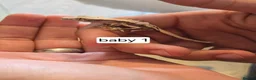 Gecko reptiles for sale: Baby crested geckos - Advert 6