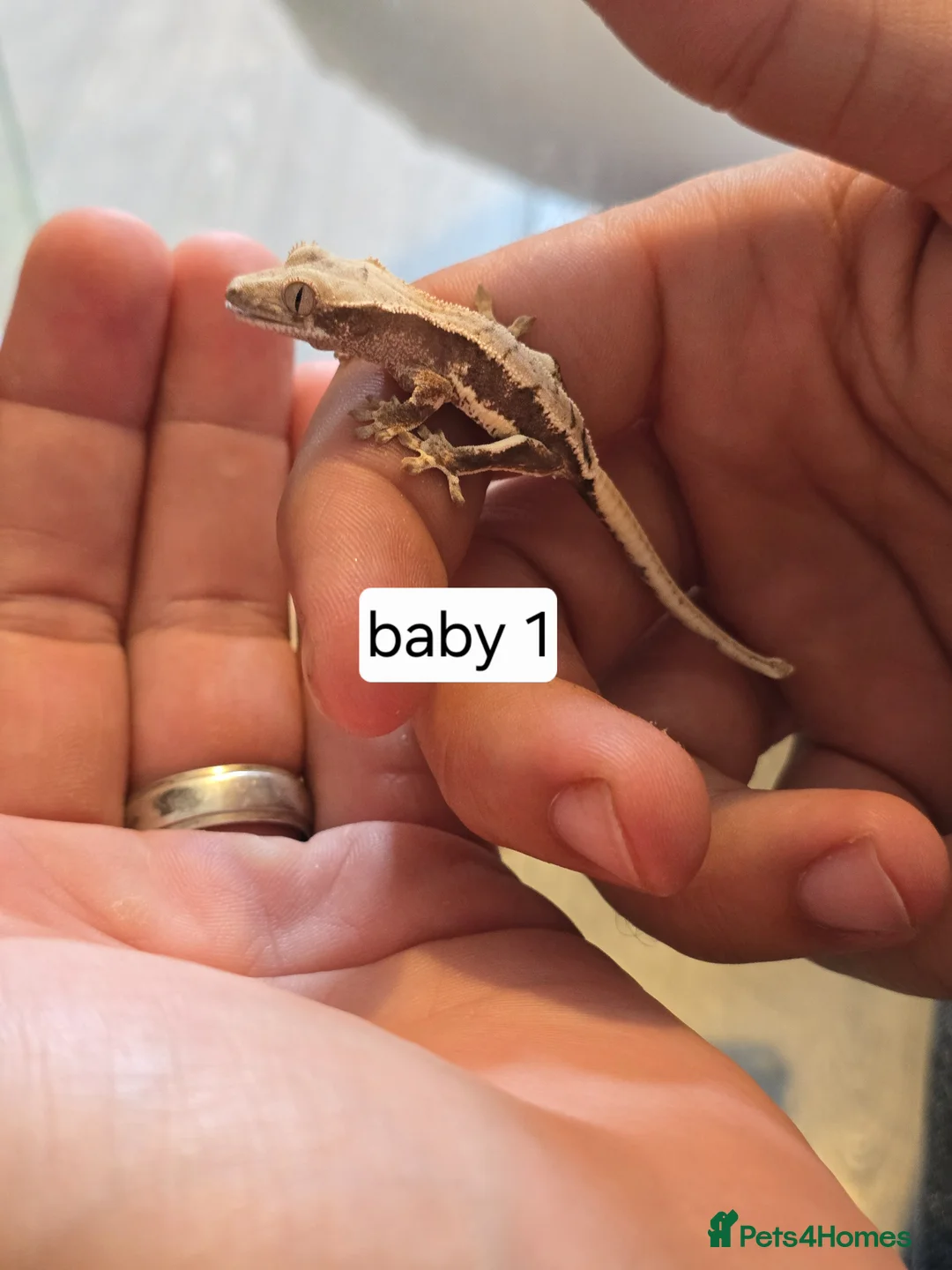 Gecko reptiles for sale: Baby crested geckos - Advert 6