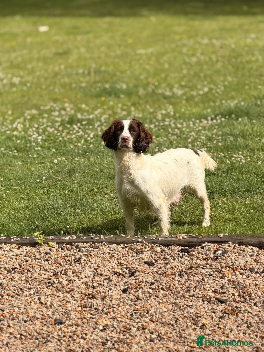 English Springer Spaniel dogs for sale: WORKING PURE SPRINGER SPANIEL PUPPIES  - Advert 10