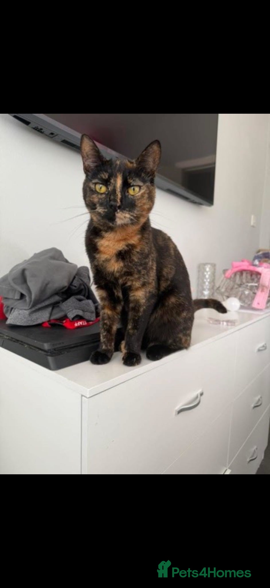 Mixed Breed cats 2 year old cat for rehoming - Advert 3