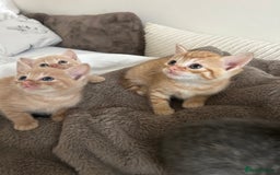 Mixed Breed cats for sale: Beautiful Kittens for sale - Image 36