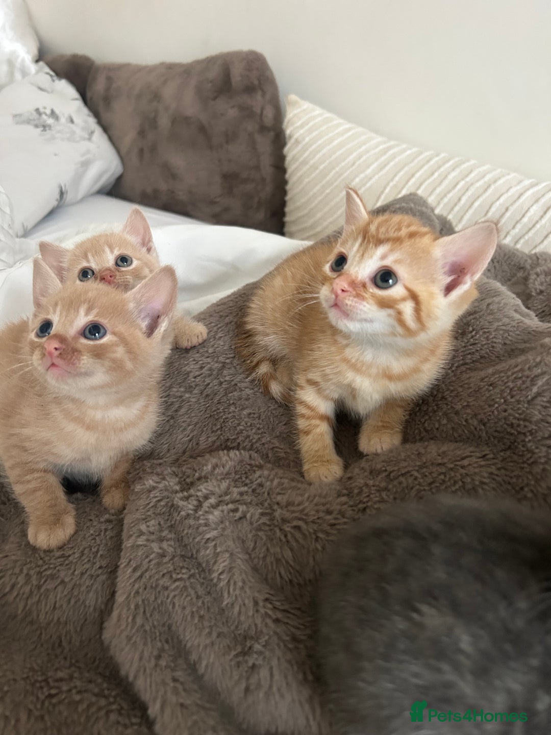 Mixed Breed cats for sale: Beautiful Kittens for sale - Image 36