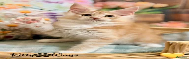 💛 Red Silver Classic Tabby With White