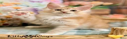 Maine Coon cats for sale: 🐾🦁 *TICA REG* GINGER MAINE COON KITTENS🦁🐾 - Advert 9