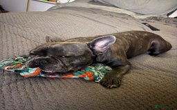 French Bulldog dogs for sale: Male French bulldog for sale - Image 4