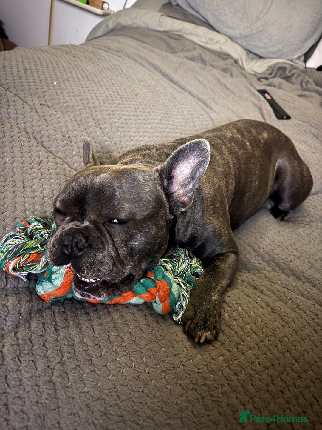 French Bulldog dogs for sale: Male French bulldog for sale - Image 4