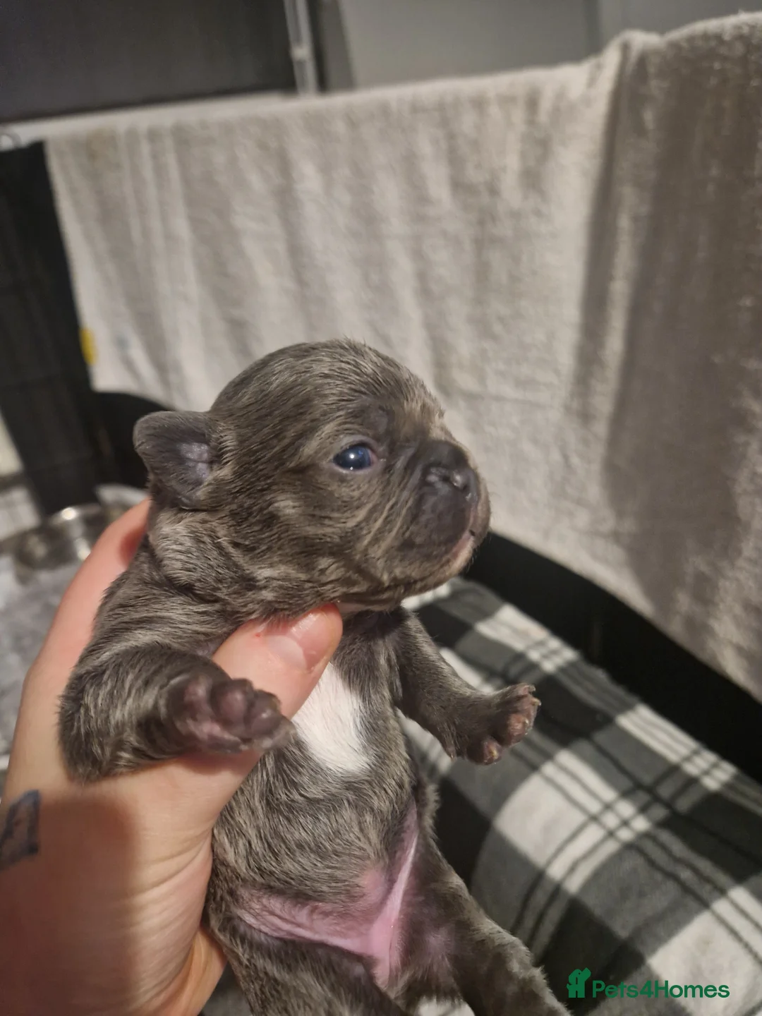 French Bulldog dogs for sale: Lilac blue and merle frenchies  - Advert 12