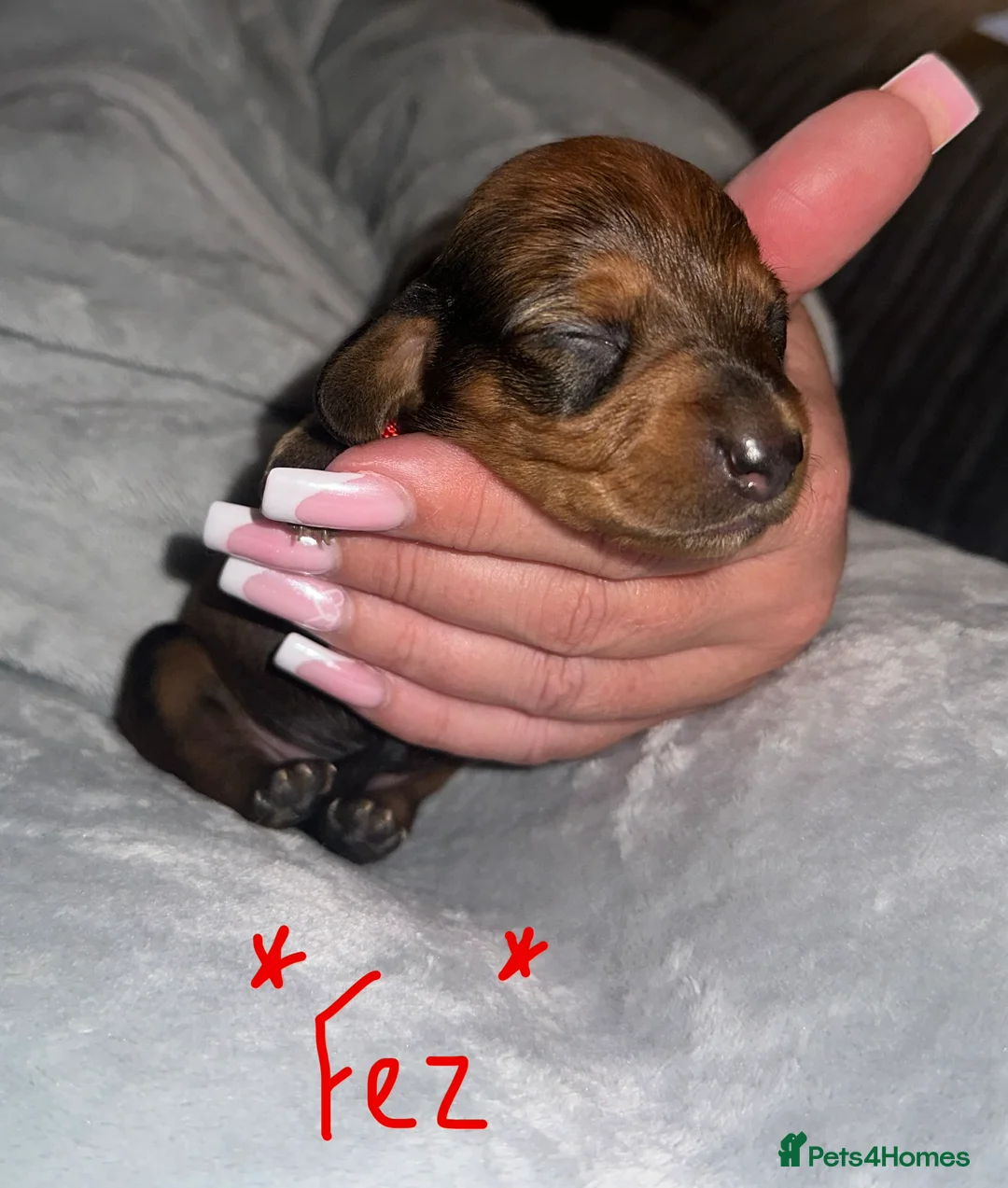 Miniature Dachshund dogs for sale: Long haired miniature dachshunds - Advert 10