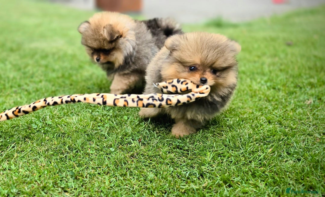 Pomeranian dogs for sale: Tiny Teddy Bear Pomeranians - Image 4