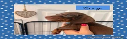 Miniature Dachshund dogs for sale: Beautiful Chocolate & Tan K.C Registered Puppies - Advert 11