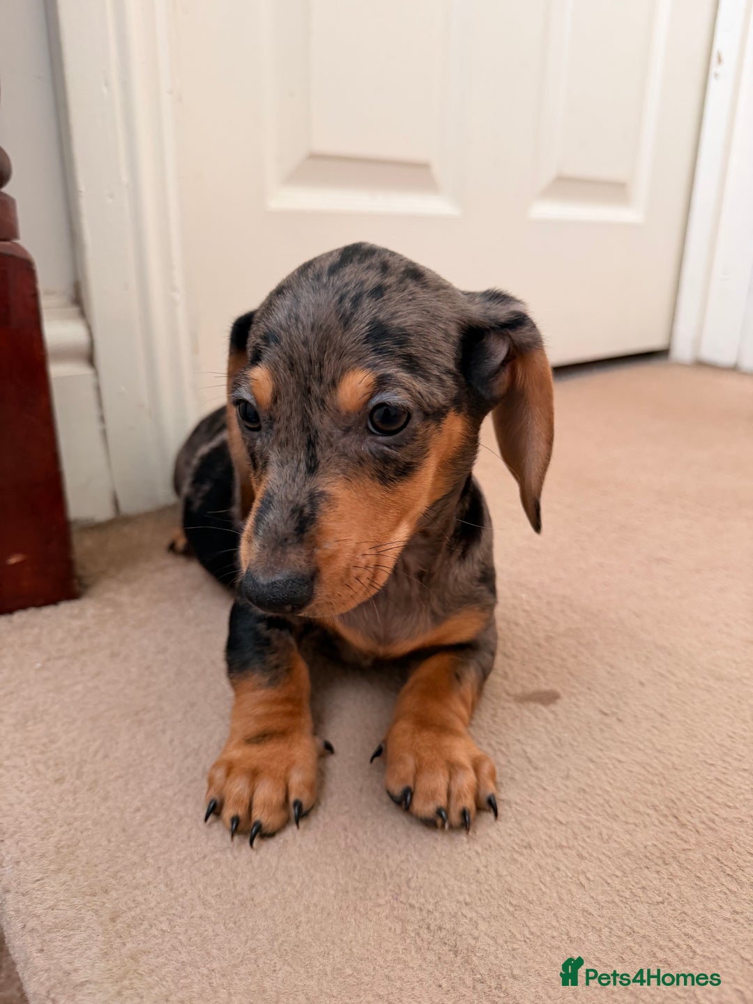Dachshund dogs for sale: Last 3 Dachshund  - Advert 5