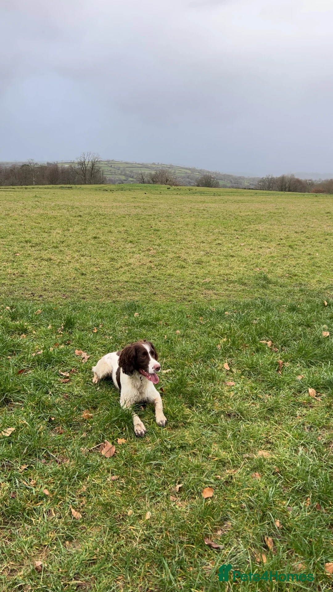 English Springer Spaniel dogs for stud: KC reg Working line springer spaniel stud  in Ammanford - Advert 4