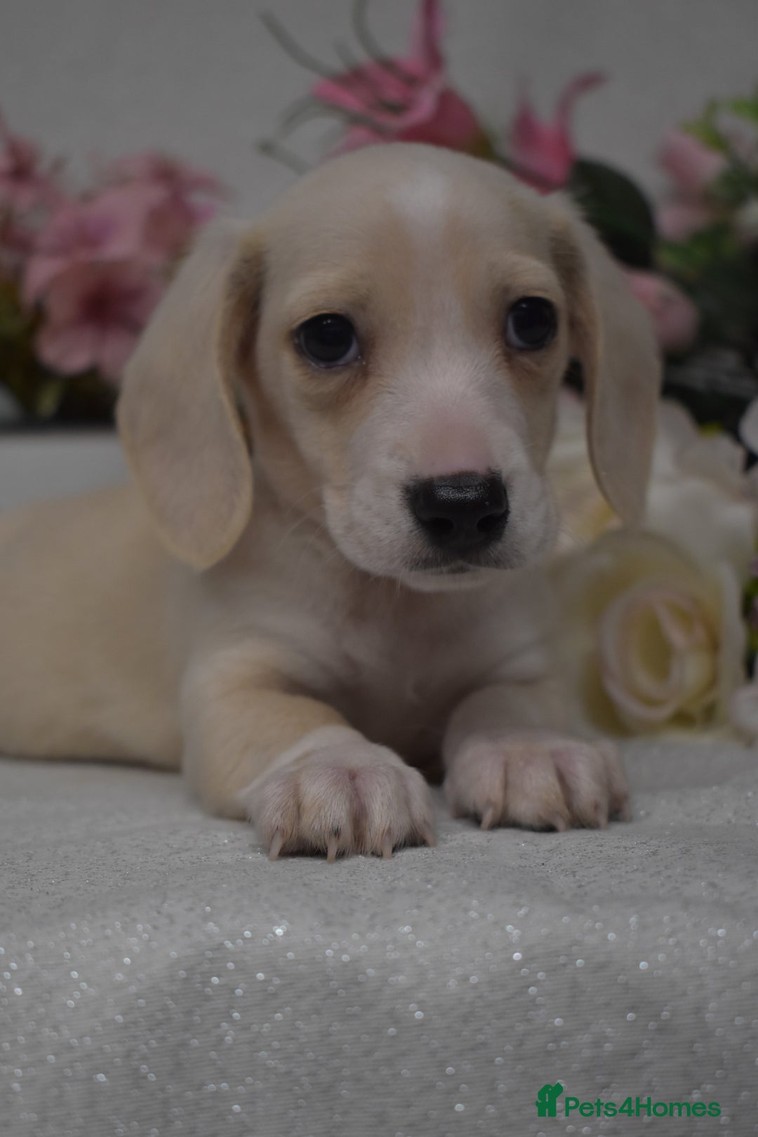 Miniature Dachshund dogs for sale: KC Smooth Coat Miniature Dachshund Puppies - Advert 3