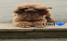Toy Poodle dogs for sale: Deep Red Toy Poodle Puppies ❤️ - Image 8