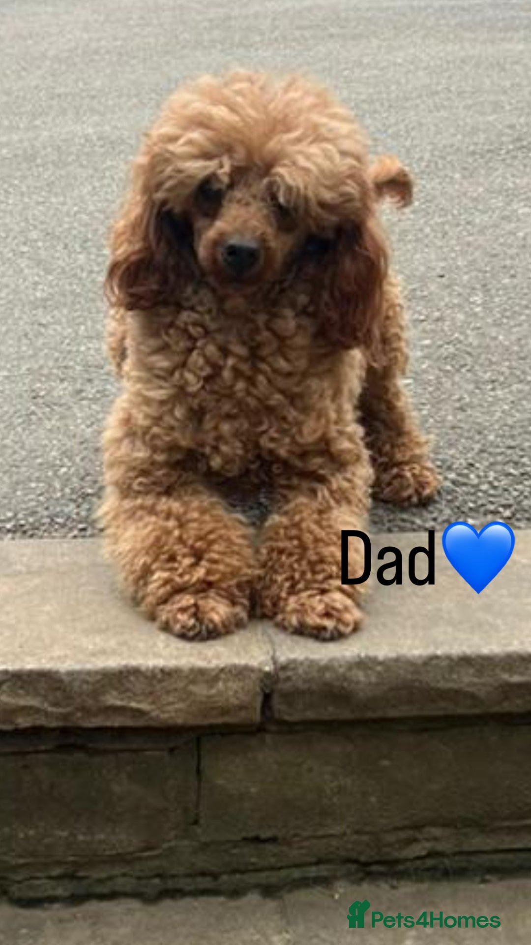 Toy Poodle dogs for sale: Deep Red Toy Poodle Puppies ❤️ - Image 8
