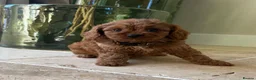 Cavapoo dogs for sale: DNA tested Dark red F1 cavapoo pups  - Advert 29