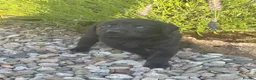 Labrador Retriever dogs for sale: Labrador puppies looking for their new home - Advert 6