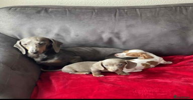 Miniature Dachshund dogs - Advert 15