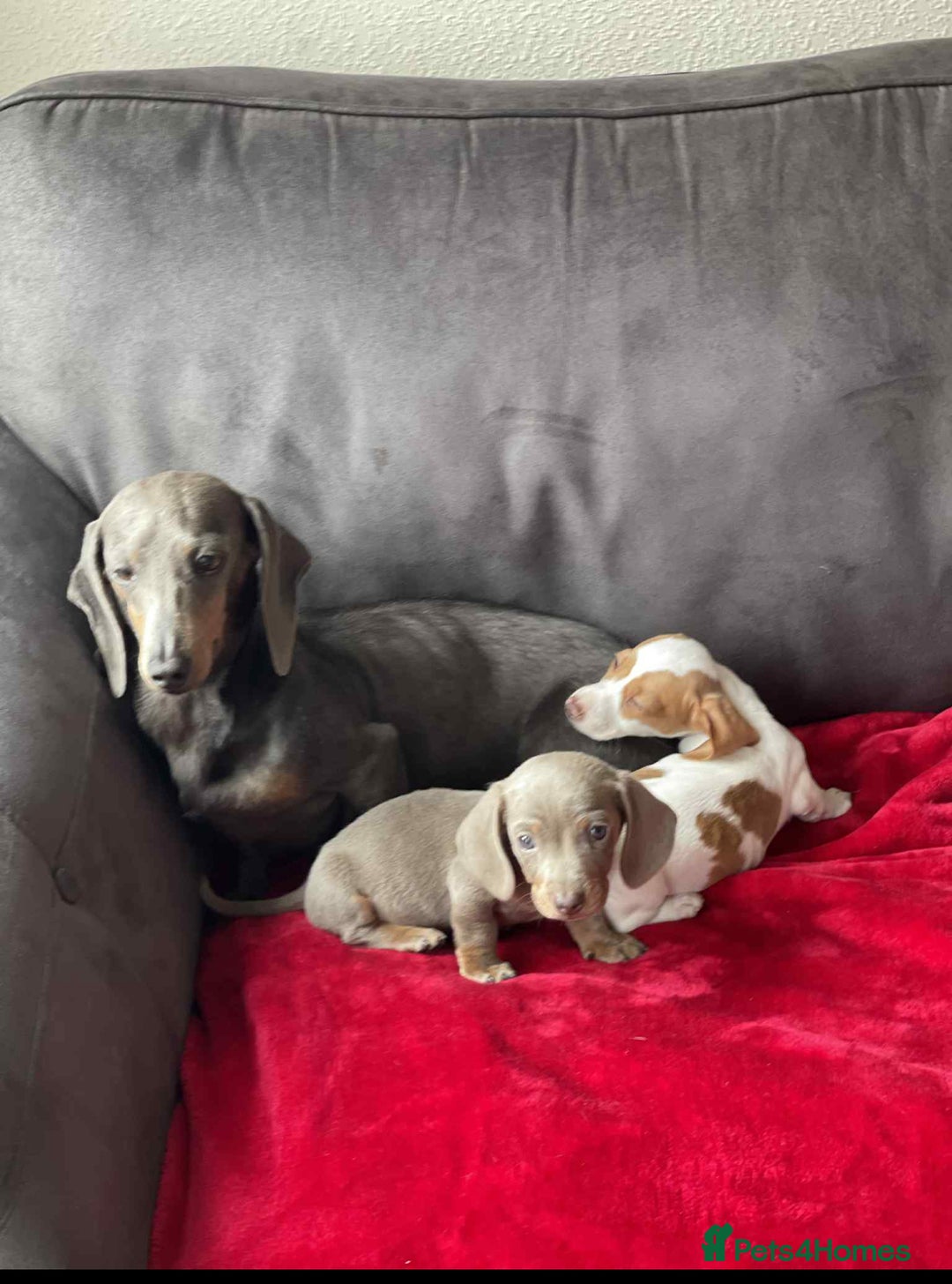 Miniature Dachshund dogs for sale: Beautiful miniature dachshund  - Image 2