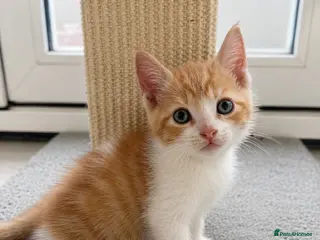 Scottish Fold cats 🐾 Beautiful Scottish Fold Mix Kittens 🐾 - Advert 1
