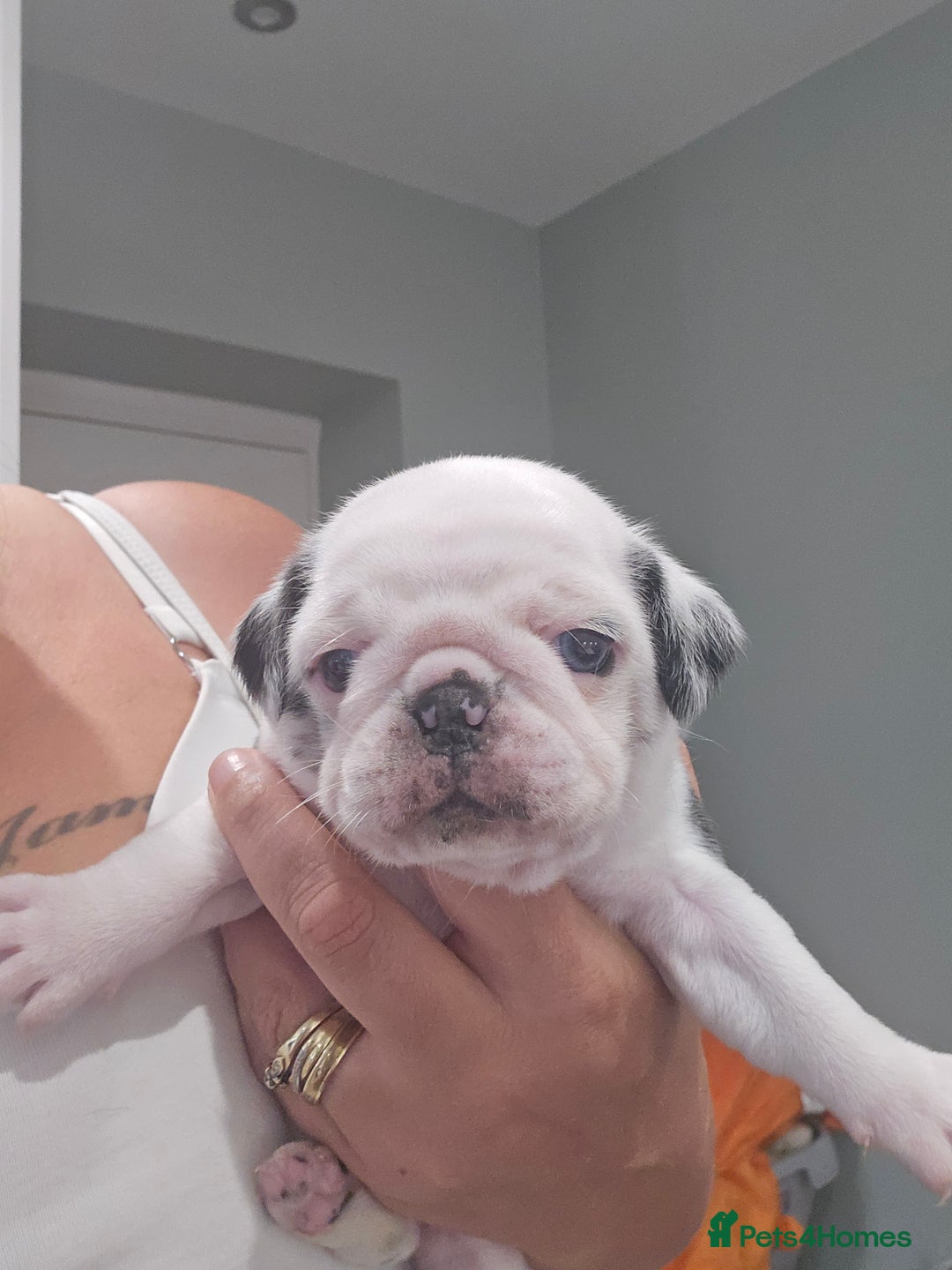 Pug dogs for sale: 3 pug puppies  - Image 15