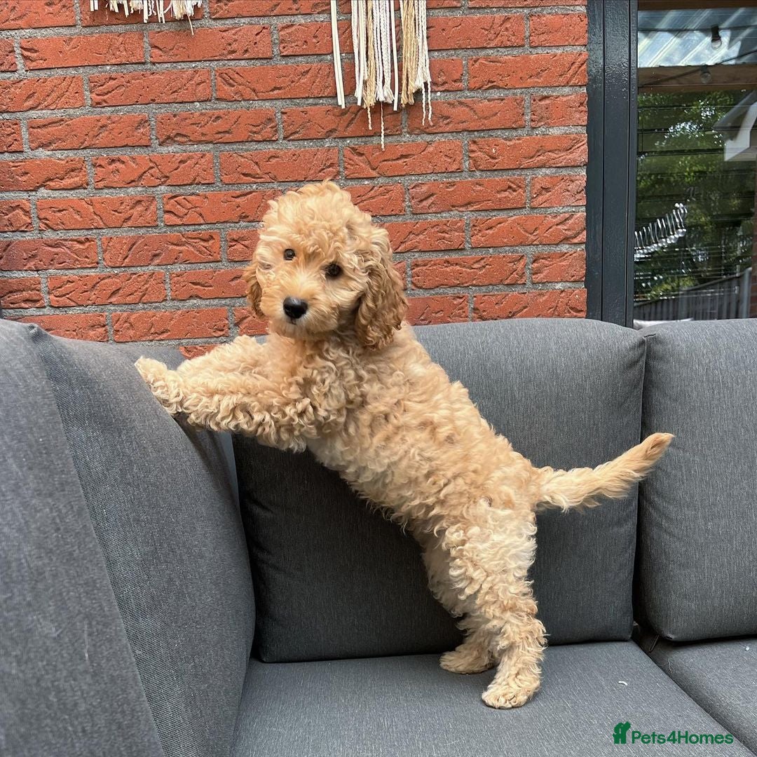 Cockapoo dogs for sale: Beautiful Smart Cockapoo Puppy Ready - Image 5