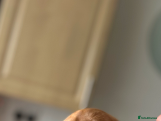 Dogue De Bordeaux dogs FULL PEDIGREE 🦁 Dogue de Bordeaux pups ( French ) - Advert 15