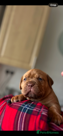 Dogue De Bordeaux dogs FULL PEDIGREE 🦁 Dogue de Bordeaux pups ( French ) - Advert 14