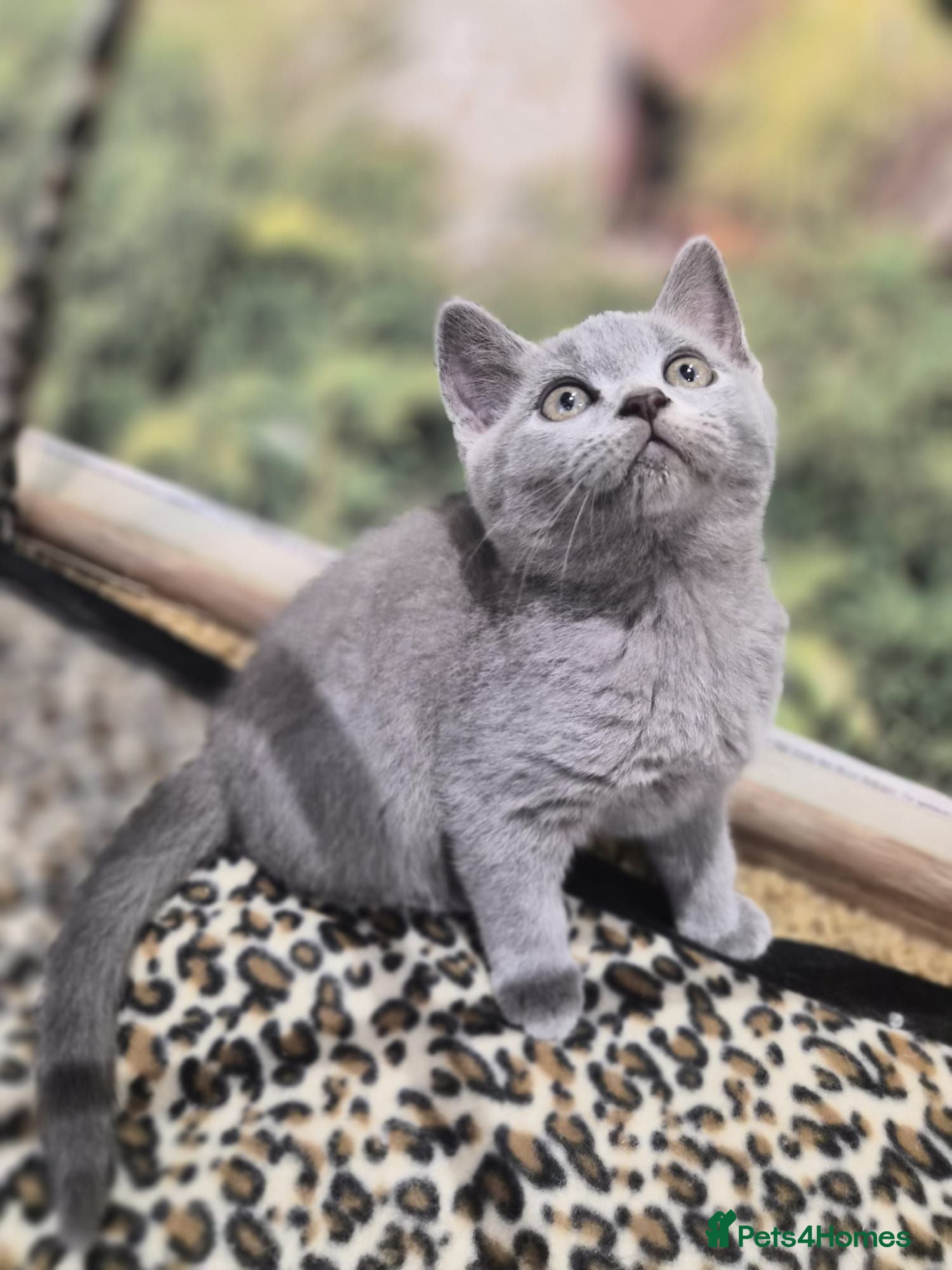 British Shorthair cats READY NOW! Adorable British shorthair kittens  😻 - Advert 1