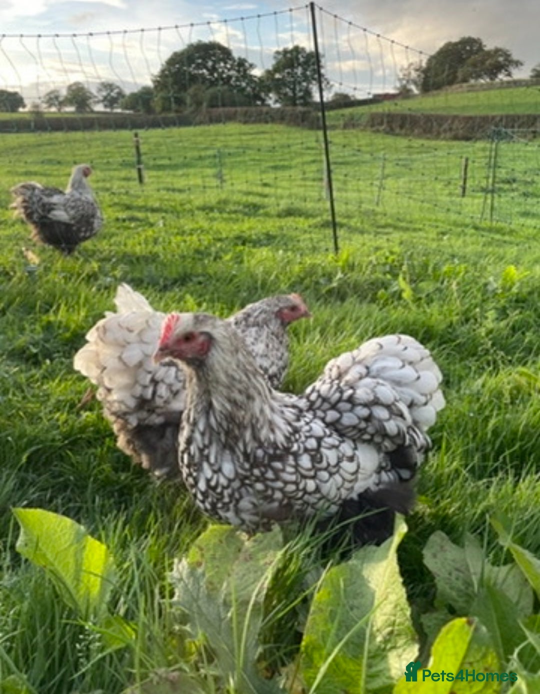 Chickens poultry for sale: Silver Laced Orpington Pair  - Image 7
