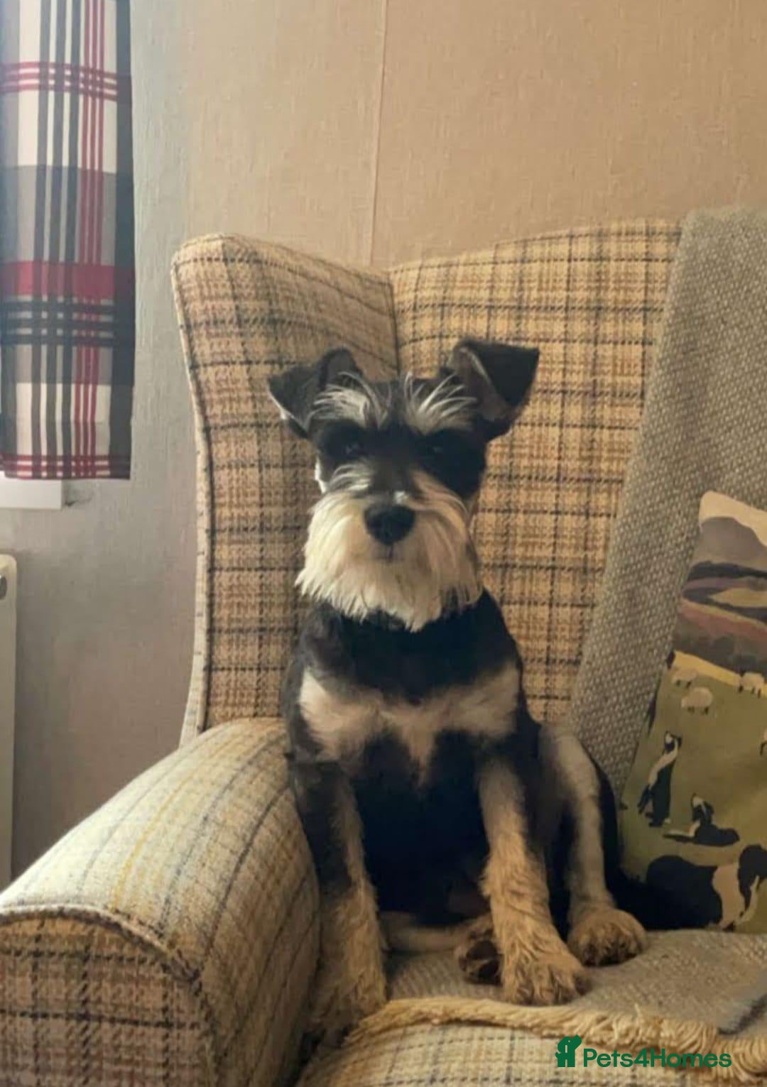 Mixed Breed dogs for sale: Schnoodle Puppies - Image 15