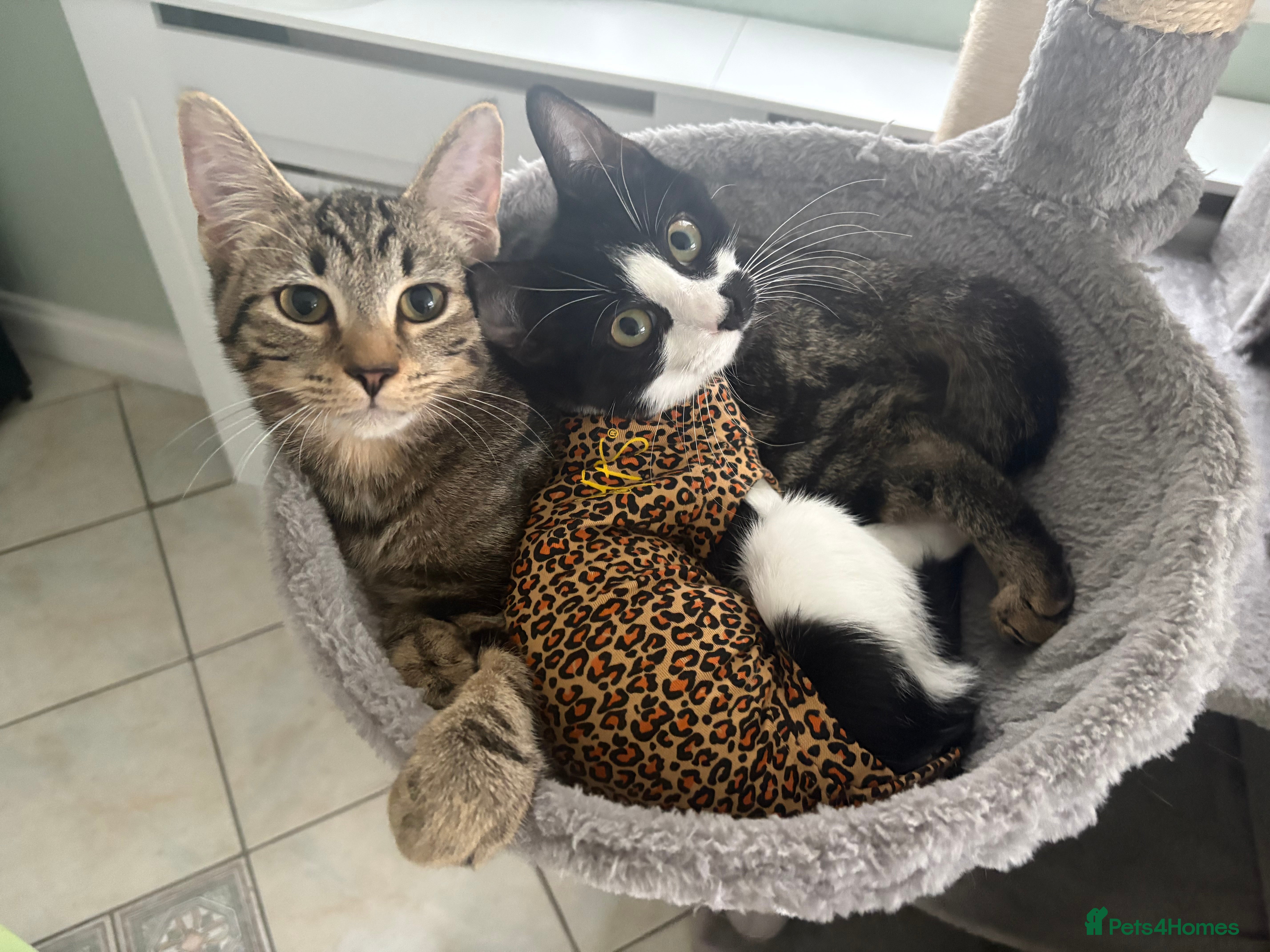 Mixed Breed cats Two 7 month old  - Advert 18