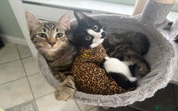 Mixed Breed cats for sale: Two 7 month old  - Image 1