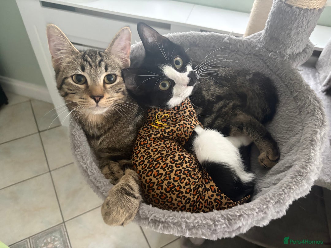 Mixed Breed cats for sale: Two 7 month old  - Image 1