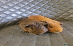 Guinea Pig rodents for sale: Beautiful Baby boy guinea pigs  - Image 4