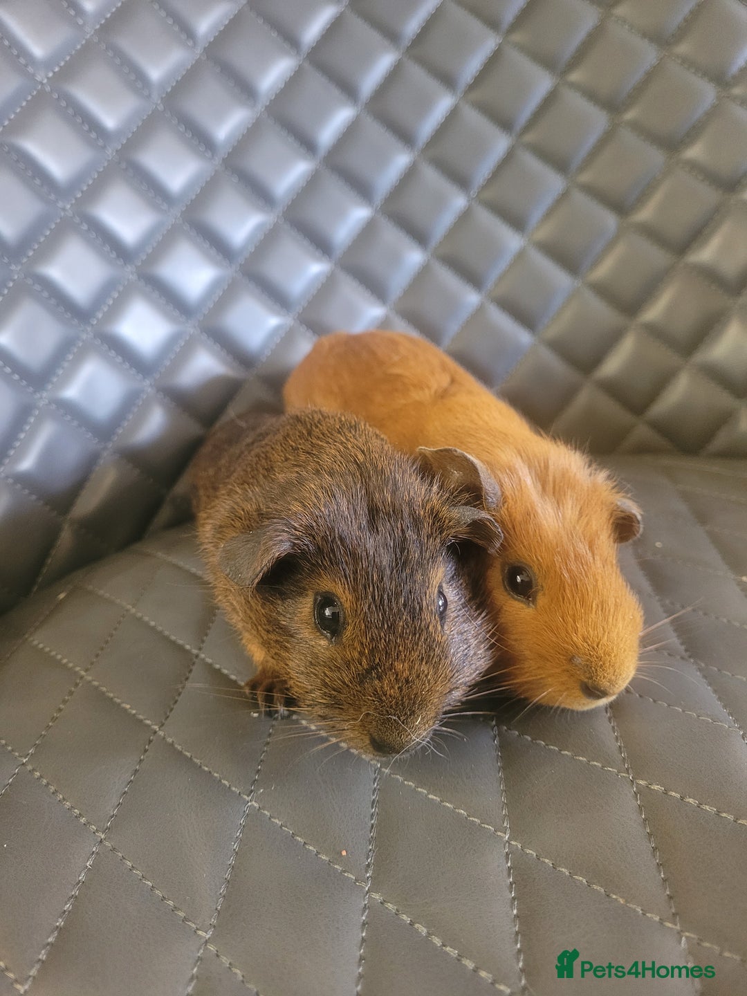 Guinea Pig rodents for sale: Beautiful Baby boy guinea pigs  - Image 4