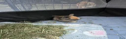 Mini Lop rabbits for sale: 5 Mini Lop bunnies ( 1 fawn boy left) - Advert 8